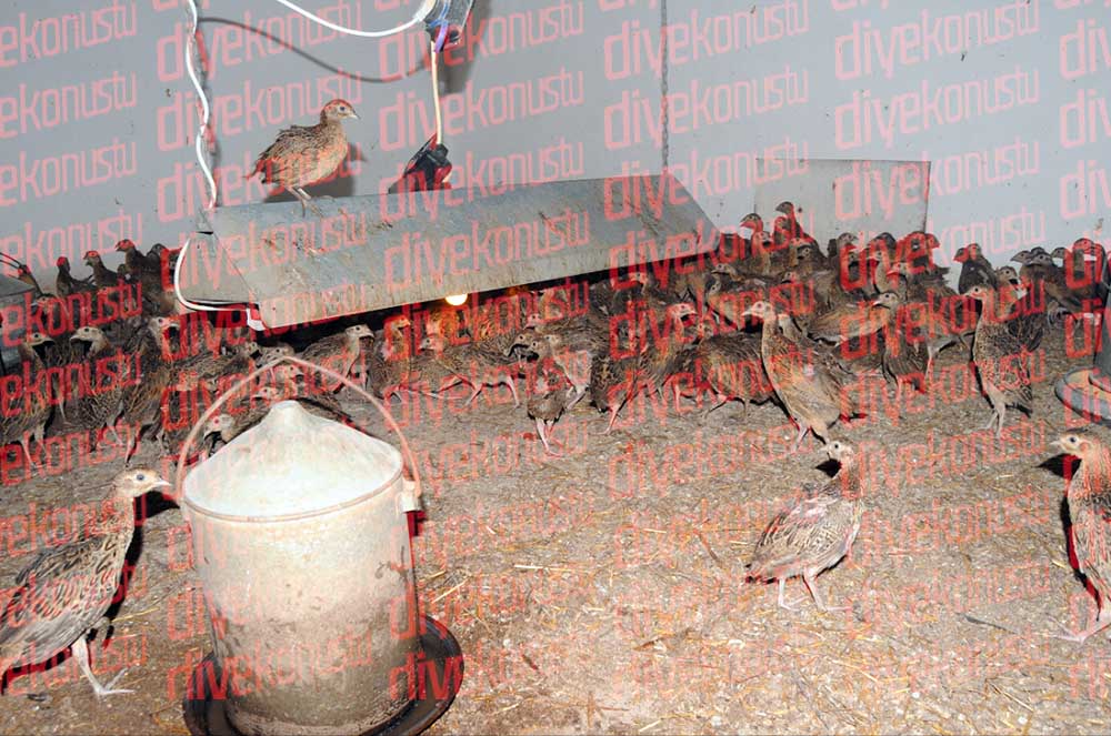 Nesilleri Tukeniyor Samsunda 300 Binden Fazla Uretildi Jpg