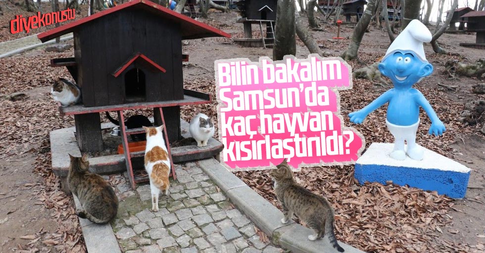 Samsunda Hayvanlar Kisirlastiriliyor Jpg