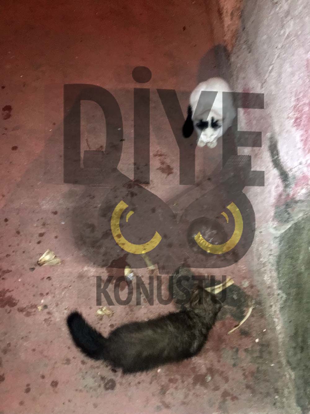 Yemeklerini Yirtici Hayvanla Paylasiyorlar Jpg