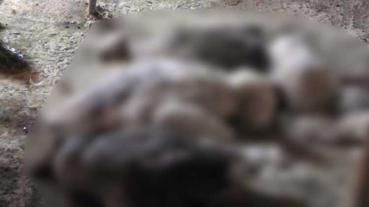 Yetkililer Goreve Sahin Daglarida Siyanur Oldurmeye Basladi Jpg