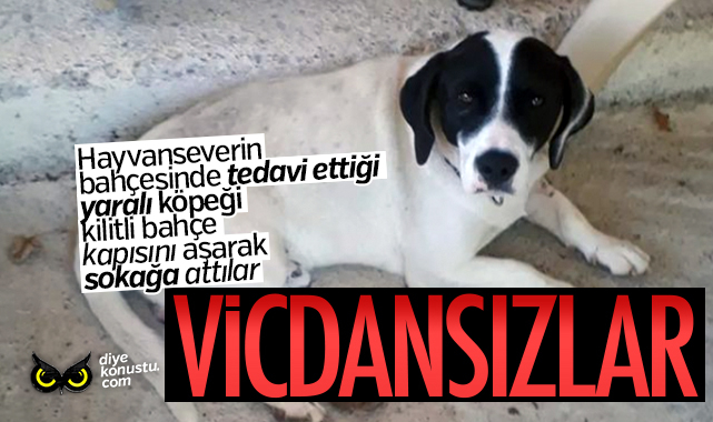 Samsun Da Vicdansizlik Yarali Kopegi Agliyor Diye Sokaga Attilar 2550 Jpg