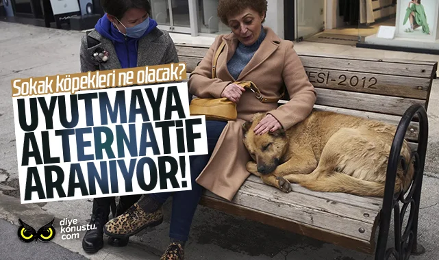 Uyutmaya alternatif aranıyor! Sokak köpekleri ne olacak?