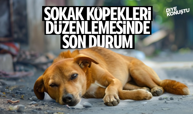 Sokak hayvanları teklifinde son durum?