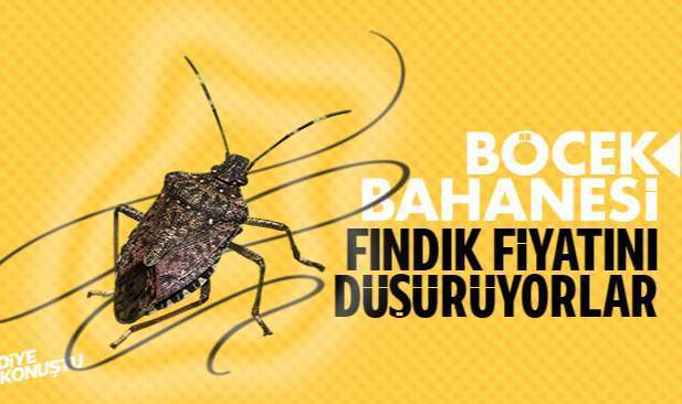 Findikta Bocek Bahanesi Tuccar Fiyati Dusuruyor 5993 Jpg