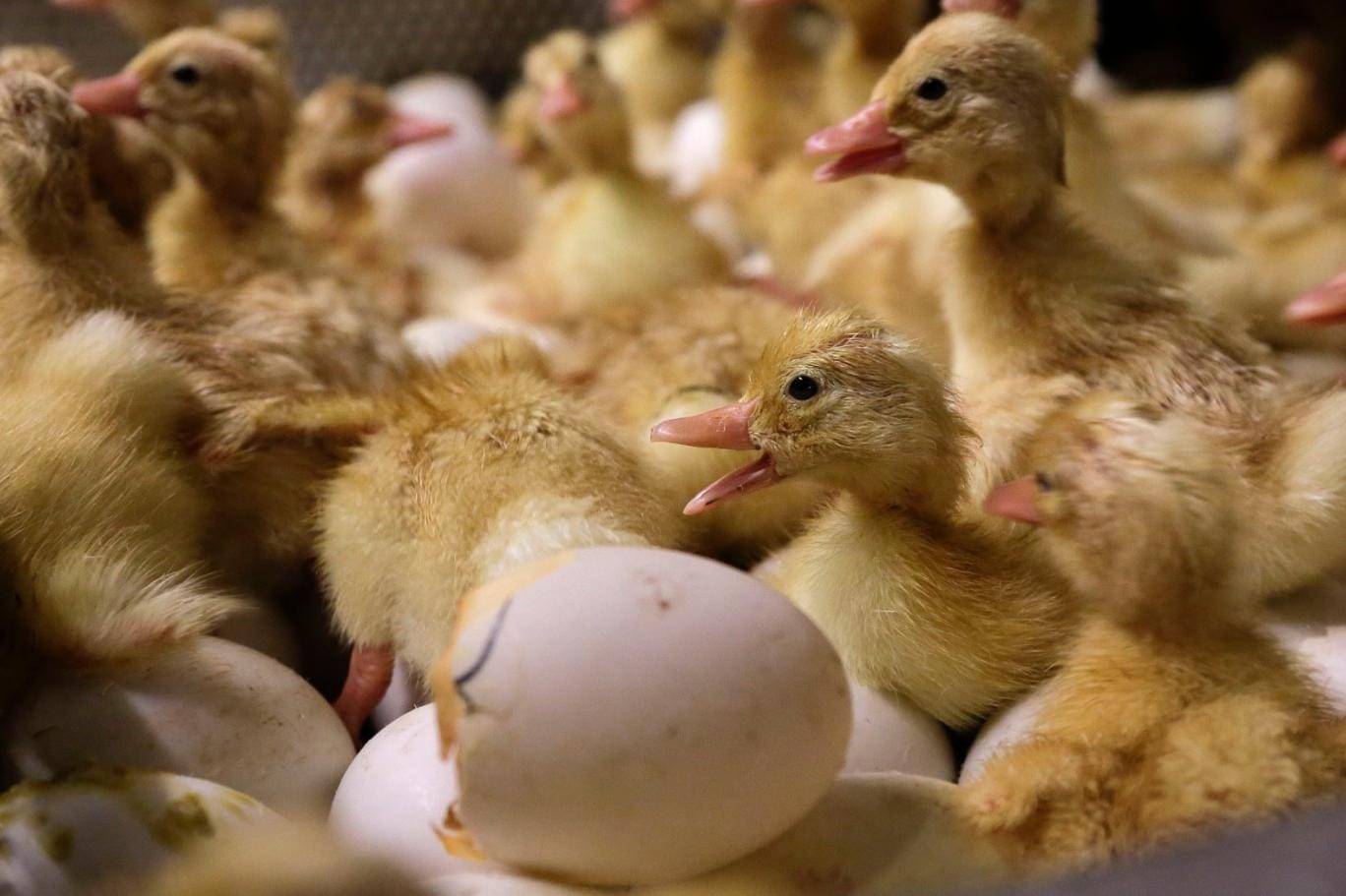 Yeni tür H5N9 ilk kez görüldü! Kuş gribi yayılıyor