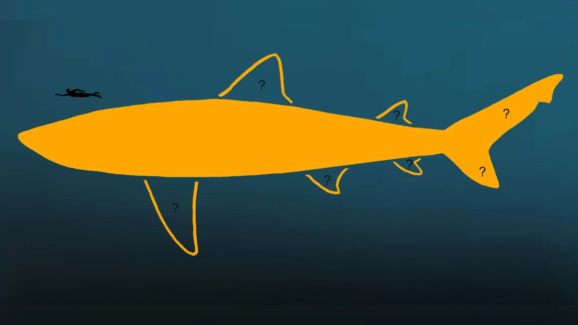 Megalodon’un boyu beklenenden çok daha büyük! Bilim dünyası şaşkın