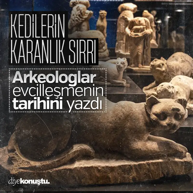 Kedilerin karanlık sırrı! Arkeologlar evcilleşmenin tarihini yazdı