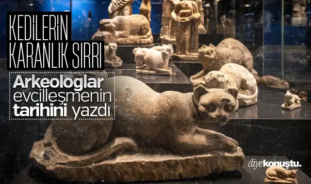 Kedilerin karanlık sırrı! Arkeologlar evcilleşmenin tarihini yazdı