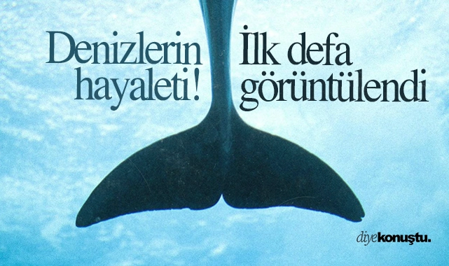 Denizlerin hayaleti! Nadir köpekbalığı ilk kez görüntülendi