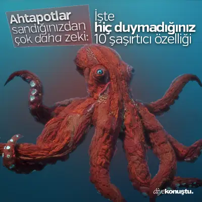 Ahtapotlar sandığınızdan çok daha zeki: İşte 10 şaşırtıcı özelliği