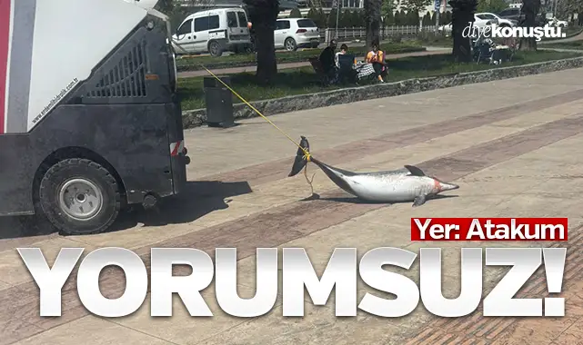 Samsun Atakum’da insanlık dışı görüntüler! Ölü yunus balığını böyle sürüklediler