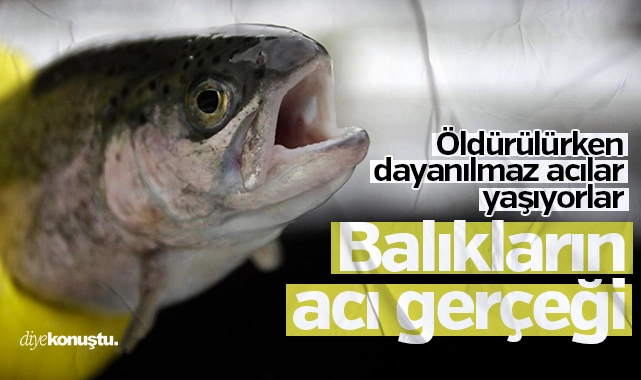 Balıkların acı gerçeği: Öldürülürken dayanılmaz acılar yaşıyorlar