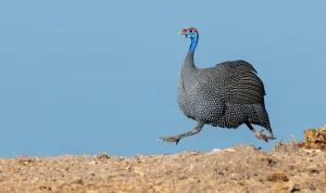 Dinozorlar ne kadar hızlıydı? Jurassic Park abarttı mı?