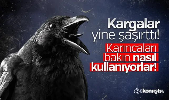 Kargalar yine şaşırttı! Karıncaları bakın nasıl kullanıyorlar