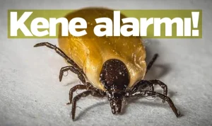 Kene alarmı! Kene ısırığını fark ettiğinizde ne yapmalısınız?