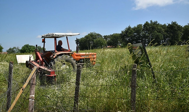 Atakum’da tarlalar altın rengine büründü