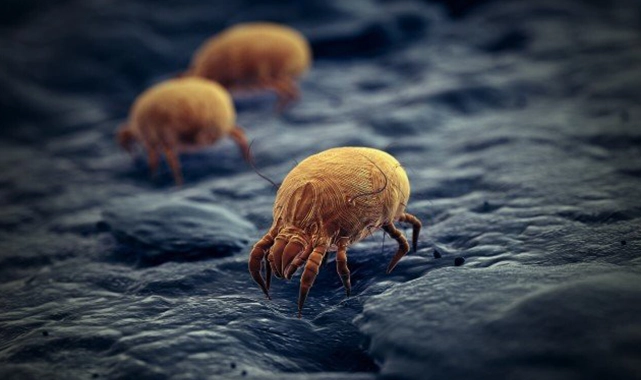 Mayt alarmı: Evde milyonlarca mikroskobik canlıyla yaşıyoruz!