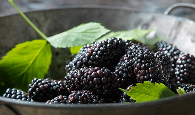 Böğürtlenin şifresi! İşte sağlığa 7 faydası 1 Böğürtlenin şifresi! İşte sağlığa 7 faydası