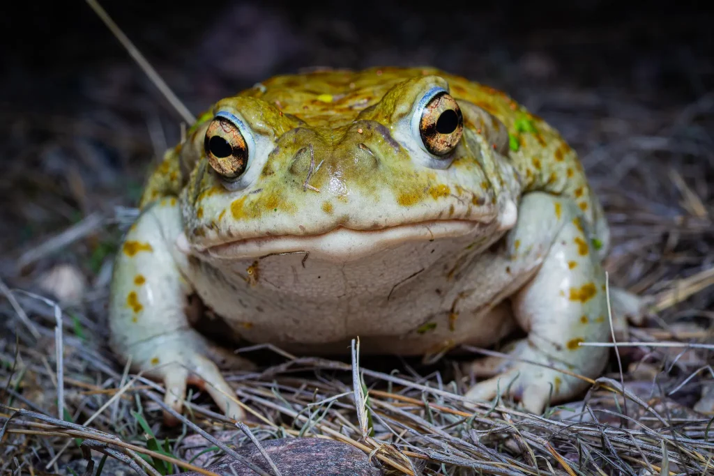 Psikedelik kurbağalar tehlikede: Bilinç arayışı türü tükenmeye sürüklüyor
