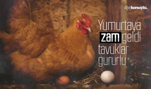 Yumurta fiyatları uçuşta: Tavuklar gururlu