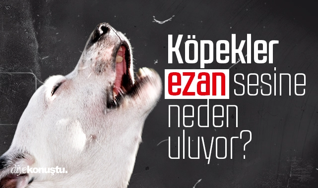 Köpekler ezan sesine neden havlıyor? 1 Köpekler ezan sesine neden havlıyor?