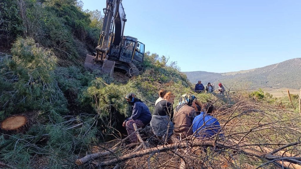 Köylü doğa nöbetinde: Ağaç katliamı istemiyoruz