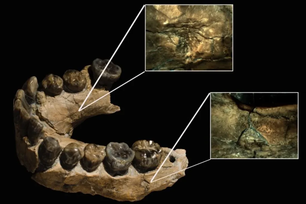 Ilk insanlar Leoparlara av olmus 4