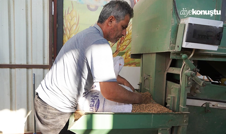 Atakum'da çiftçiye karakılçık buğdayı desteği 2 Atakumda ciftciye karakilcik bugdayi destegi 6