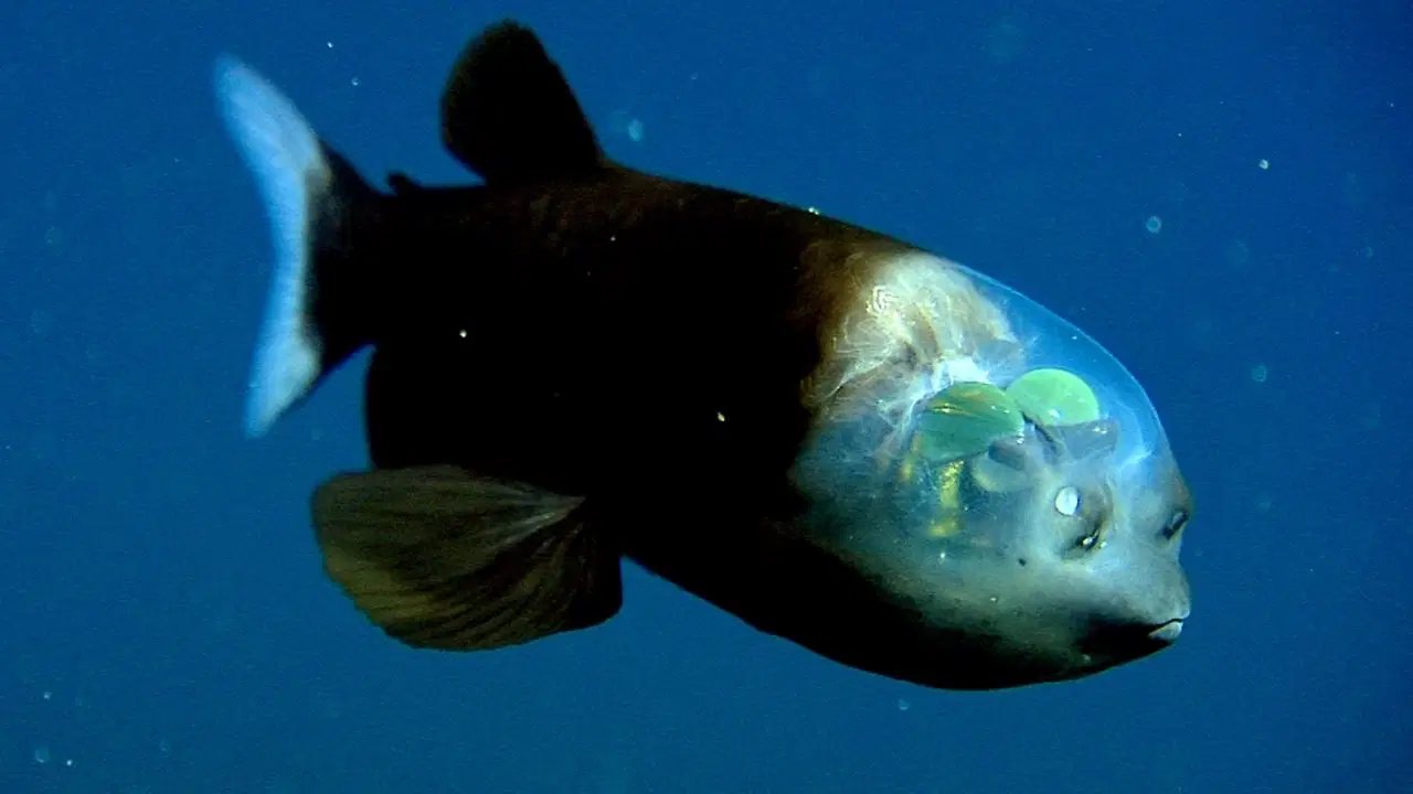 Bilim insanları çözemiyor: Gözleri başının içinde, kafası şeffaf! 1 Bilim insanlari cozemiyor Gozleri basinin icinde kafasi Seffaf 1