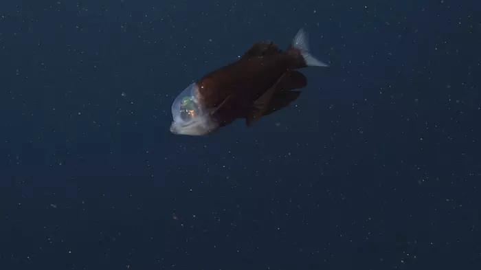 Bilim insanları çözemiyor: Gözleri başının içinde, kafası şeffaf! 4 Bilim insanlari cozemiyor Gozleri basinin icinde kafasi Seffaf 5