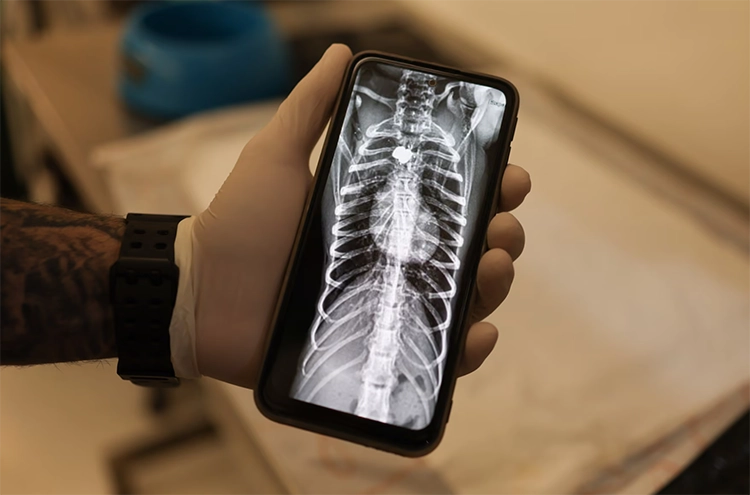 Rio’da ormanın sessiz çığlığı: Vurulan hayvanlar 2 Rioda ormanin sessiz cigligi Vurulan hayvanlar 1