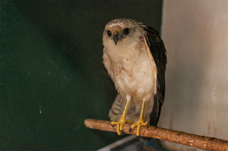 Rio’da ormanın sessiz çığlığı: Vurulan hayvanlar 6 Rioda ormanin sessiz cigligi Vurulan hayvanlar 3