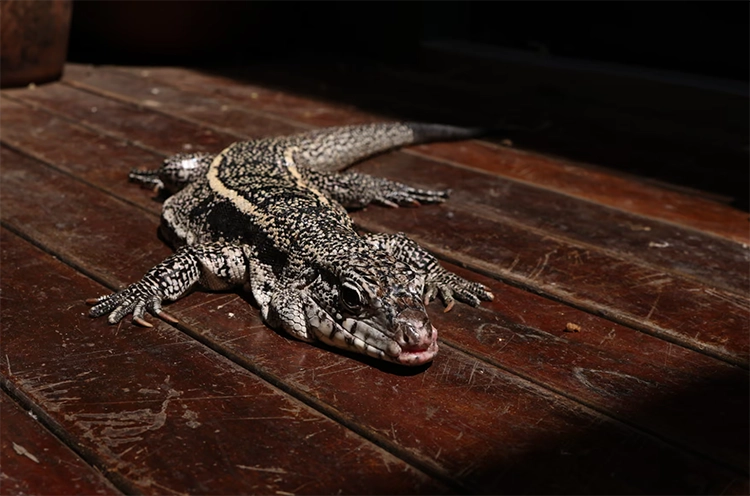 Rio’da ormanın sessiz çığlığı: Vurulan hayvanlar 4 Rioda ormanin sessiz cigligi Vurulan hayvanlar 4