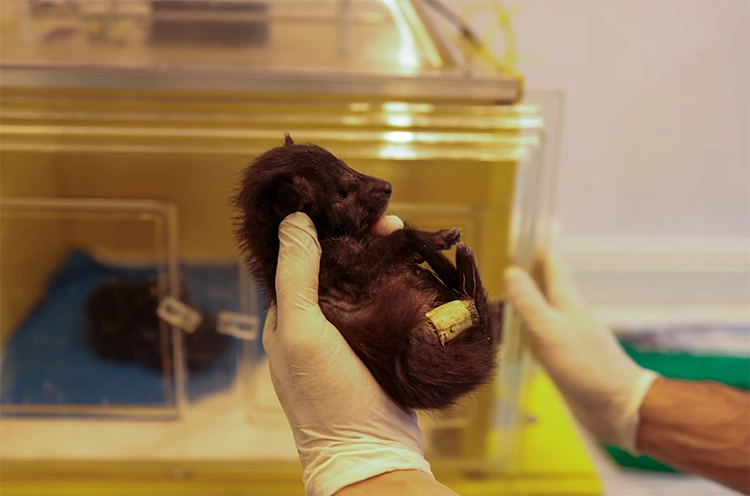 Rio’da ormanın sessiz çığlığı: Vurulan hayvanlar 7 Rioda ormanin sessiz cigligi Vurulan hayvanlar 5