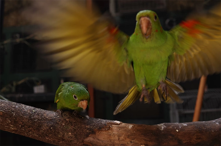 Rio’da ormanın sessiz çığlığı: Vurulan hayvanlar 8 Rioda ormanin sessiz cigligi Vurulan hayvanlar 6