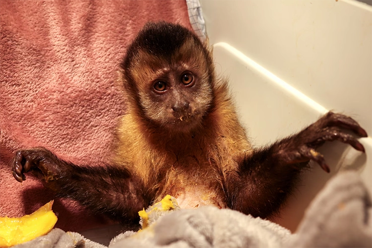 Rio’da ormanın sessiz çığlığı: Vurulan hayvanlar 5 Rioda ormanin sessiz cigligi Vurulan hayvanlar 8