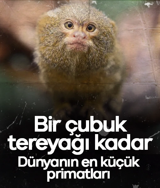 Bir çubuk tereyağı kadar! İşte dünyanın en küçük primatları