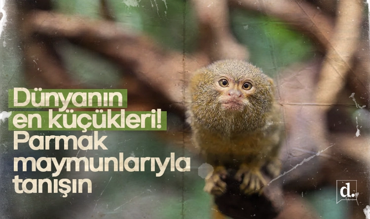 Bir cubuk tereyagi kadar Iste dunyanin en kucuk primatlari