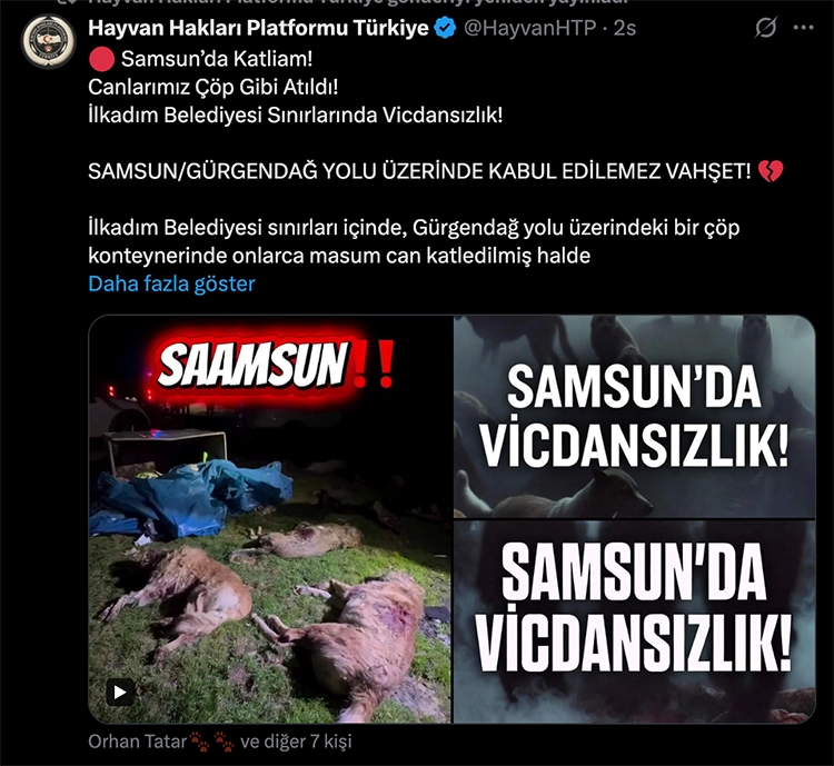 Hayvanseverler tepkili: X'te #SamsundaKatliamVar etiketi açıldı 10 Hayvanseverler tepkili Xte SamsundaKatliamVar etiketi acildi 8