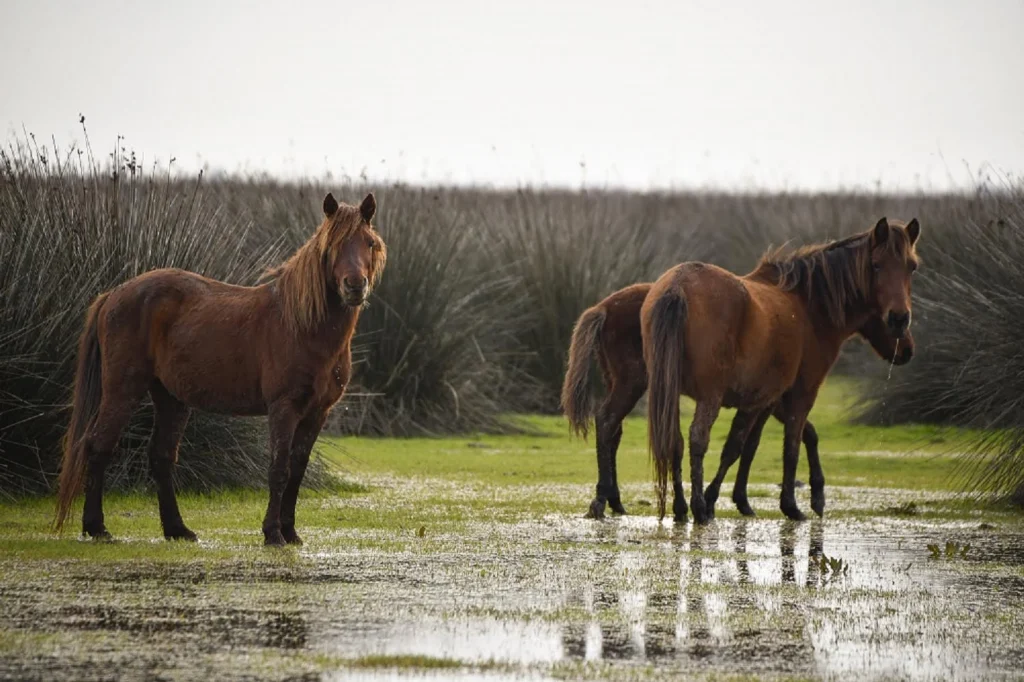 Kuş Cenneti'nde sonbahar şöleni: Kızılırmak Deltası’ndan eşsiz kareler 4 Samsun Kus Cenneti