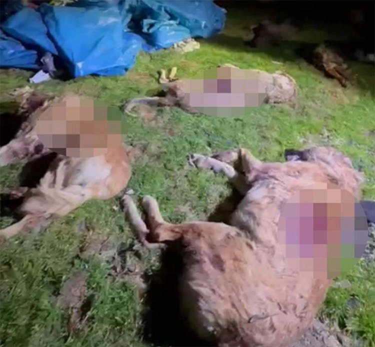 Samsunda korkunc olay Sokak kopeklerini kursuna dizdiler 2