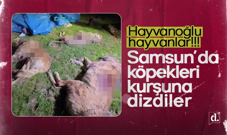 Samsunda korkunc olay Sokak kopeklerini kursuna dizdiler