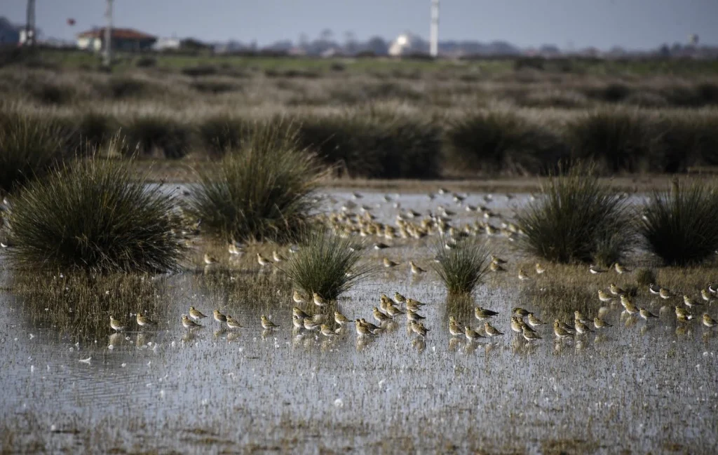 Kuş Cenneti'nde sonbahar şöleni: Kızılırmak Deltası’ndan eşsiz kareler 6 samsun kus cenneti 2025 0