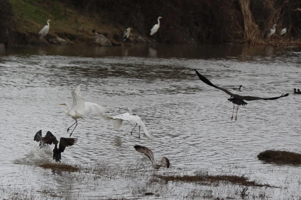 Kuş Cenneti'nde sonbahar şöleni: Kızılırmak Deltası’ndan eşsiz kareler 10 samsun kus cenneti 2025 1