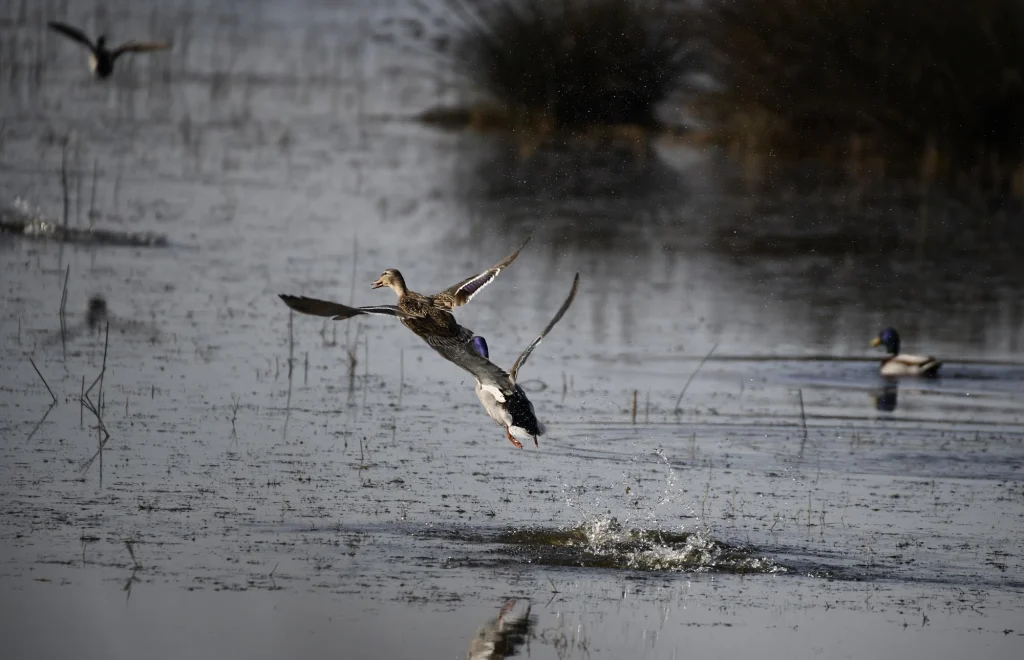 Kuş Cenneti'nde sonbahar şöleni: Kızılırmak Deltası’ndan eşsiz kareler 9 samsun kus cenneti 2025
