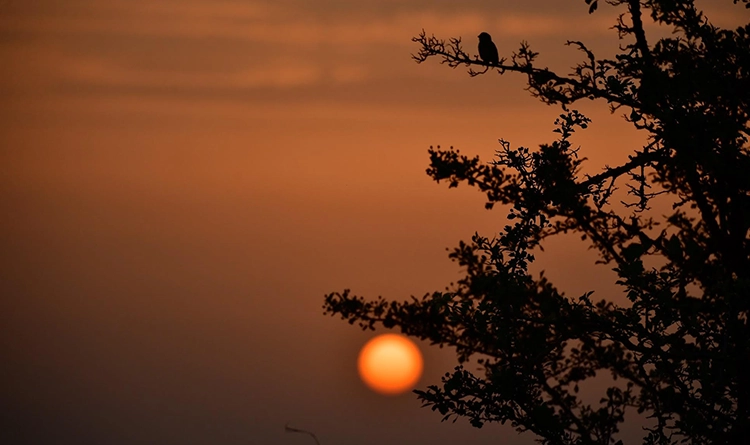 Kuş Cenneti'nde sonbahar şöleni: Kızılırmak Deltası’ndan eşsiz kareler 7 samsun kus cenneti 2025 2