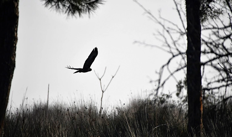 Kuş Cenneti'nde sonbahar şöleni: Kızılırmak Deltası’ndan eşsiz kareler 8 samsun kus cenneti 2025 3