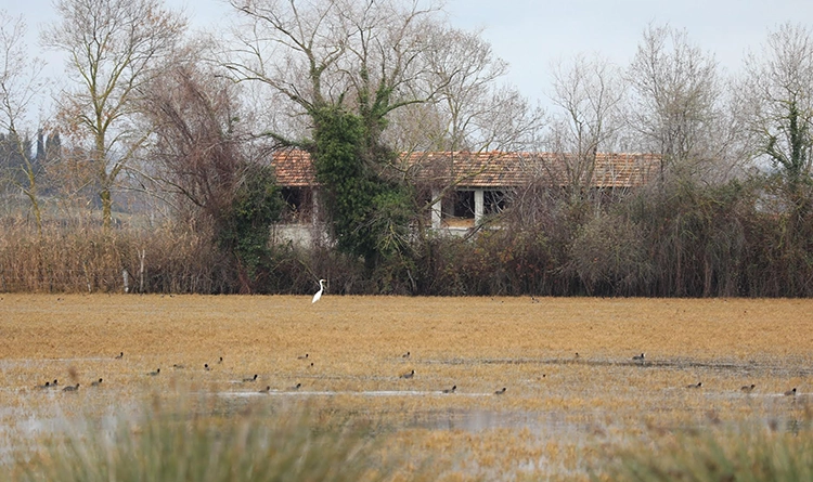 Kuş Cenneti'nde sonbahar şöleni: Kızılırmak Deltası’ndan eşsiz kareler 11 samsun kus cenneti 2025 4