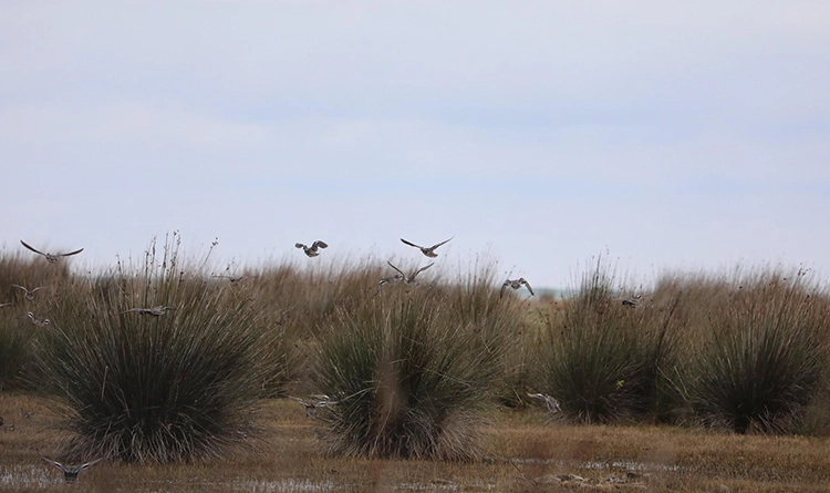 Kuş Cenneti'nde sonbahar şöleni: Kızılırmak Deltası’ndan eşsiz kareler 2 samsun kus cenneti 2025 5