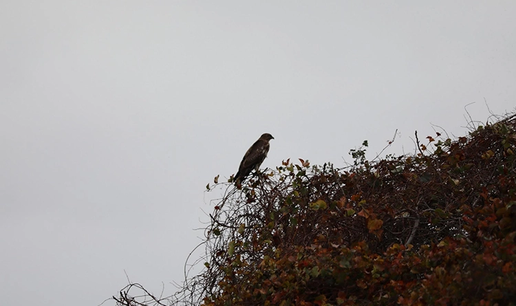 Kuş Cenneti'nde sonbahar şöleni: Kızılırmak Deltası’ndan eşsiz kareler 12 samsun kus cenneti 2025 6
